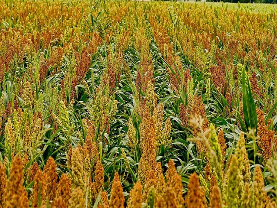 SWEET SORGHUM